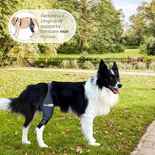 Miniatura 6 de Ortocanis - Rodillera para perro - para pierna trasera derecha - Hecha de neopreno ARD - para desgarro del ligamento, lesiones de ligamentos,