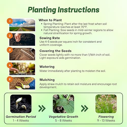 Miniatura 4 de Outsidepride 10000 semillas semillas de jardín de hierbas de plátano inglés marrón perenne para plantar