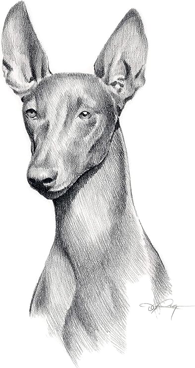 Amazon Com Pharoah Hound Lapiz De Dibujo Impreso Por El Artista Dj Rogers Hogar Y Cocina