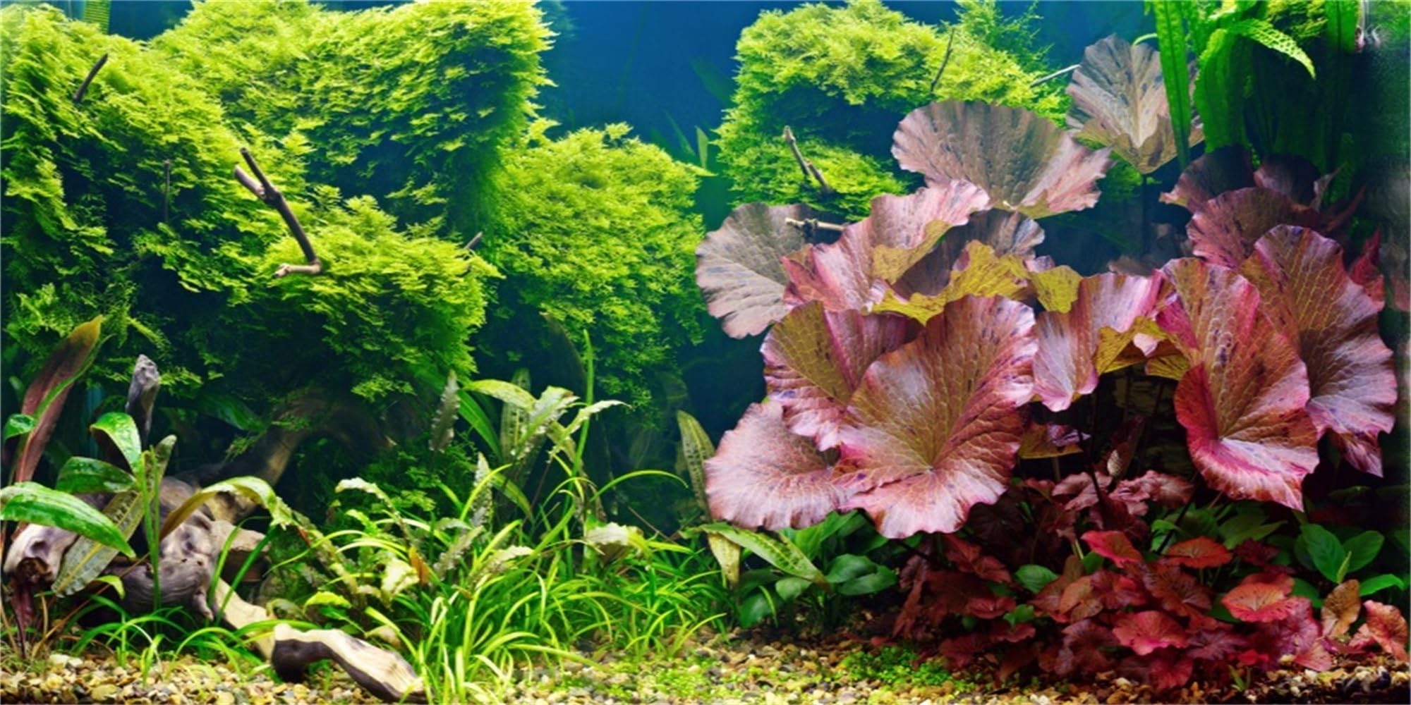 MIRRORANG 76x46cm Aquatic Plant Terrarium Aquarium Background River Bed & Lake Fish Tank Background Bearded Dragon Vivarium Background Vinyl โ image 1