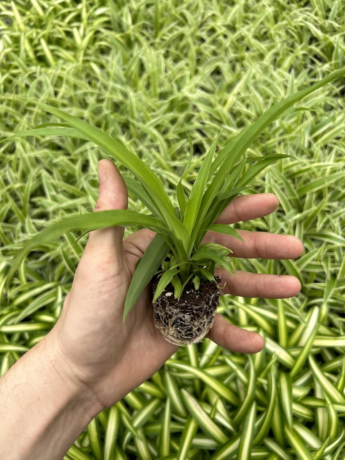 Generic 4 Green Ocean Spider Plants ~ Live Starter Plants ~ Perfect for Home Garden and Office, Purple