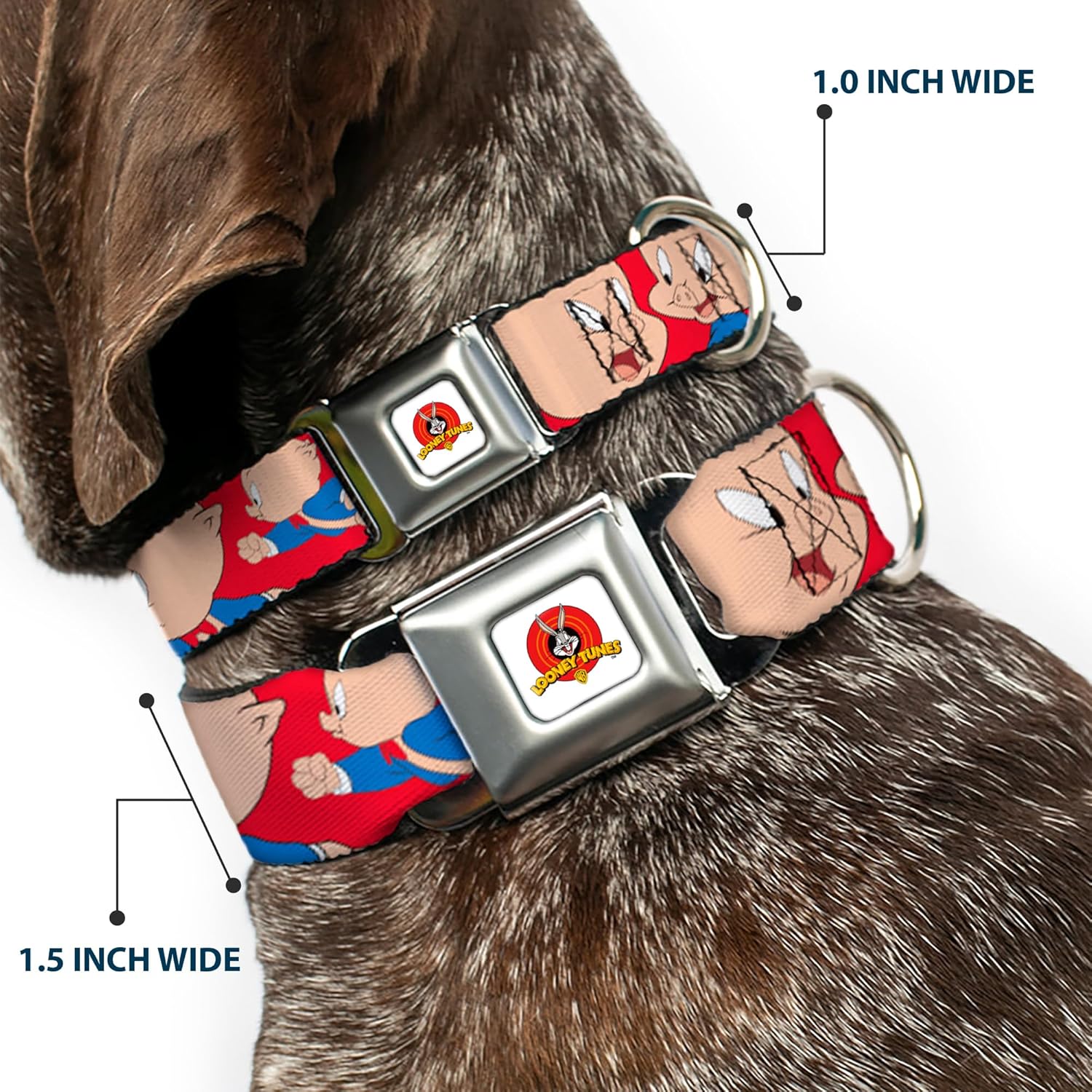 Dog Collar Seatbelt Buckle Porky Pig Expressions Red 9 to 15 Inches 1.0 Inch Wide