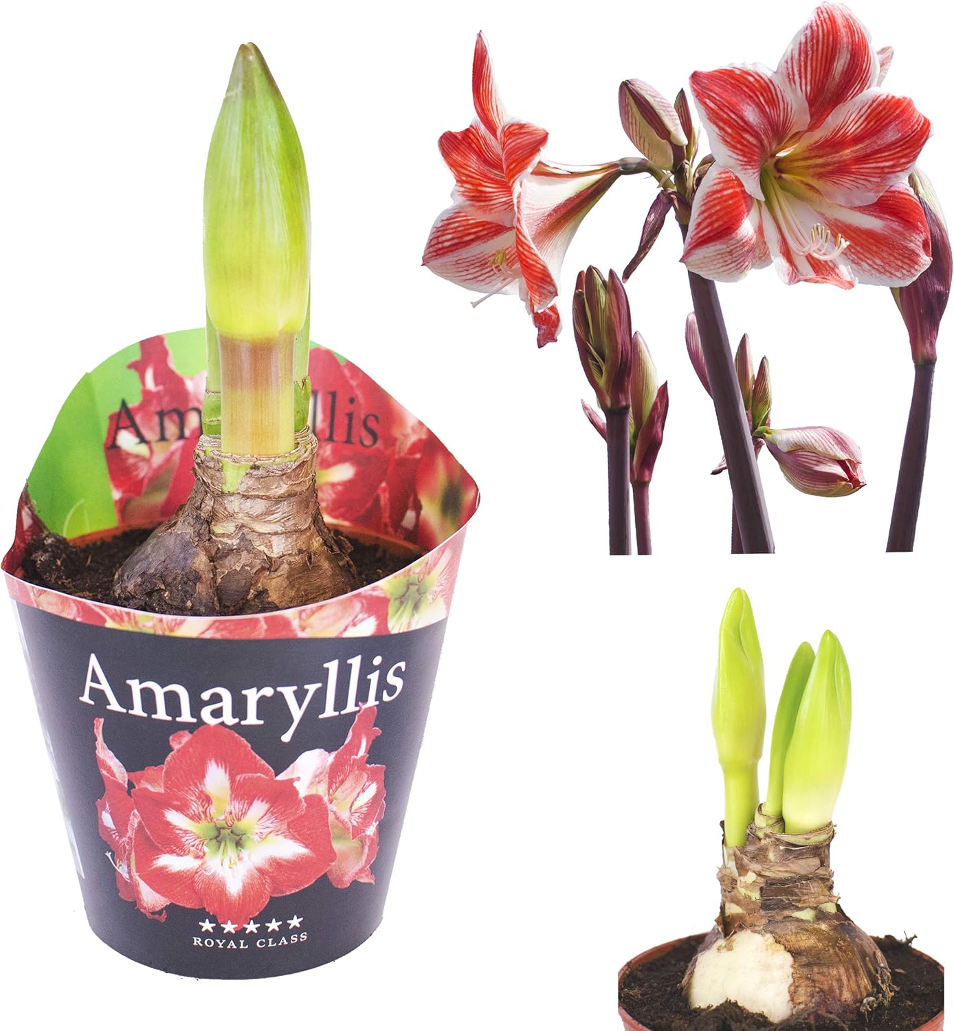 Amaryllis Im Topf Verblüht Was Tun Inter Flower - 1 XL Amaryllis im 12cm Topf Zweifarbig, Zimmerpflanze