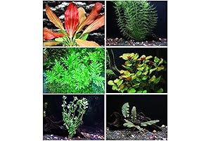 California Bundle: 25+ Stems / 6 Species Live Aquarium Plants Package