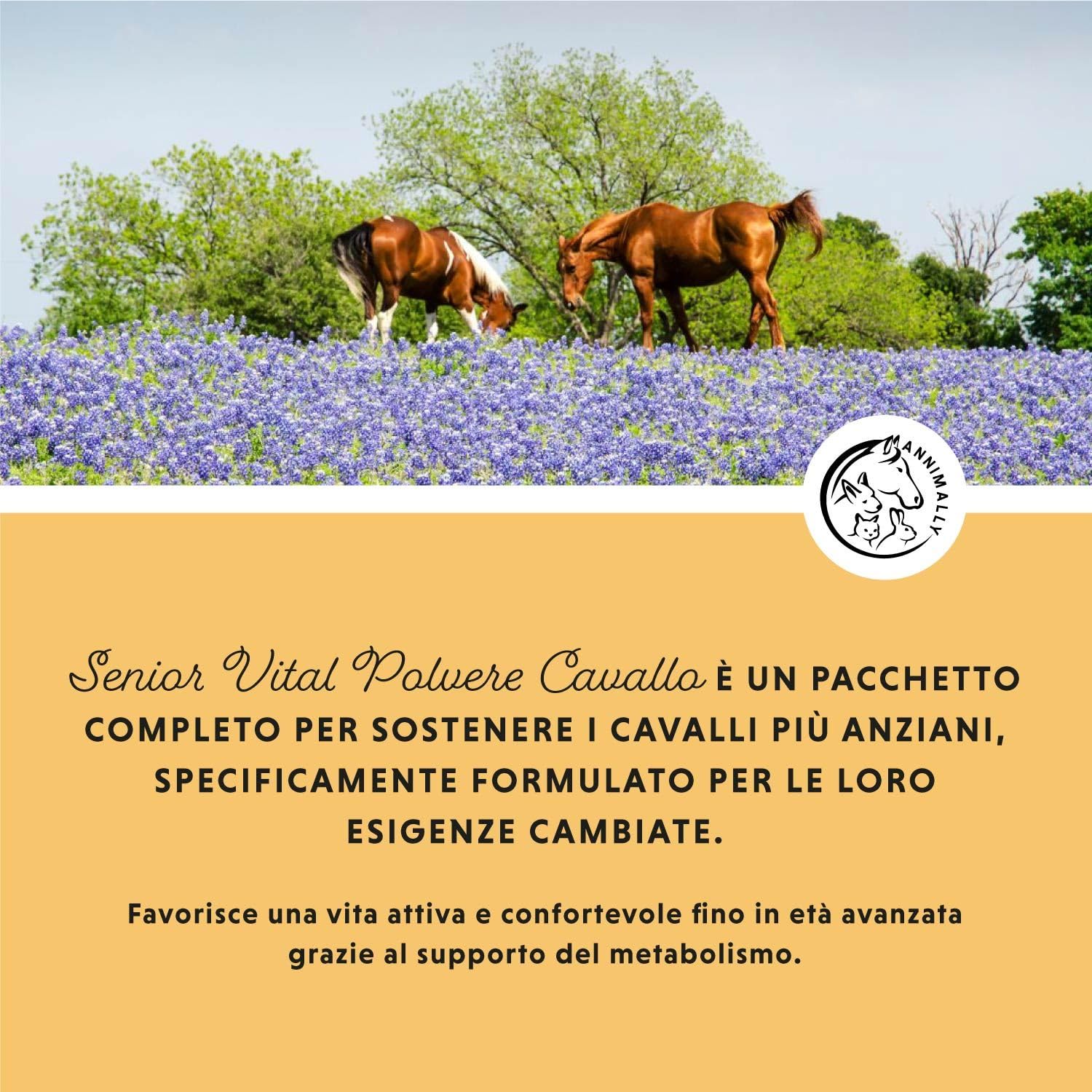 Senior Vital polvere per cavalli con MSM, glucosamina, artiglio del Diavolo - integratore senior per Il supporto di cuore, circolazione, ossa e articolazioni in età avanzata- integratori per cavalli