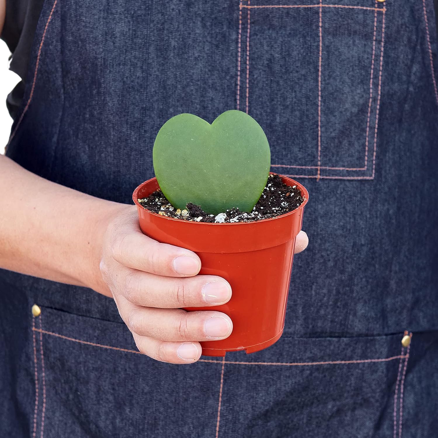 House Plant Shop | Hoya 'Heart' - 4" Pot | Live Indoor Plant | Easy to Care | Natural Décor Plant | Great Gifts| Free Care Guide