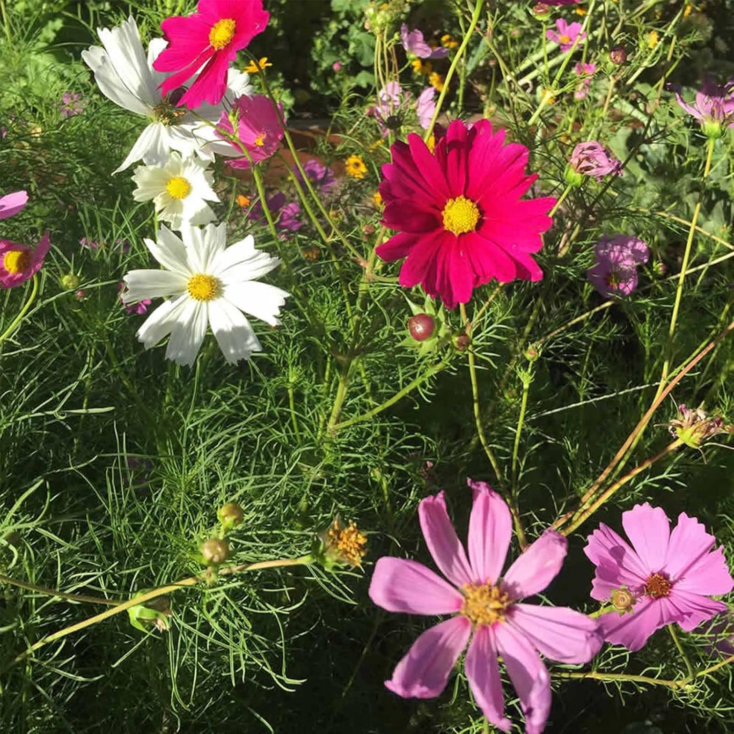 Cosmos Sensation Mix - 1 LB ~80,000 Seeds - Annual Flower Garden Seeds - Cosmos bipinnatus