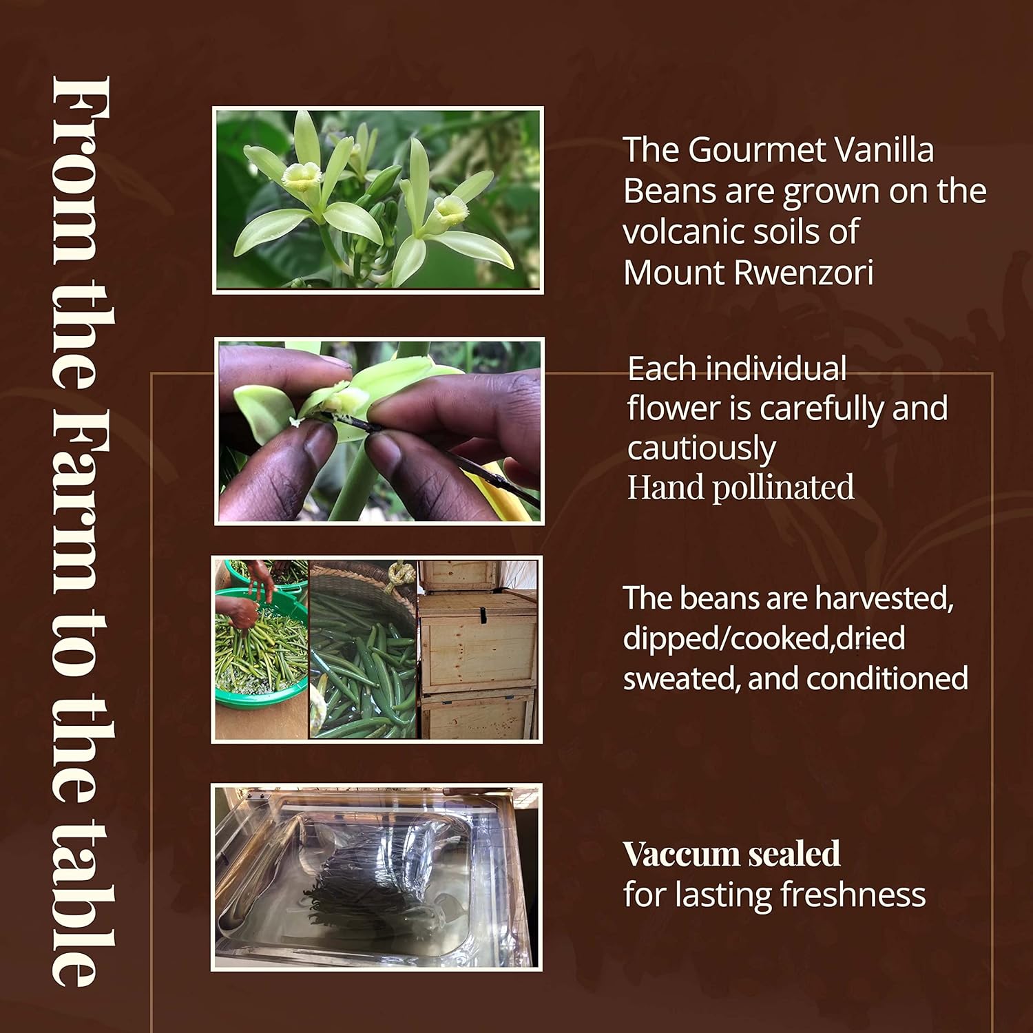 75 Vanilla Beans Grade A | Whole Vanilla Beans for Making Extract, 6-8 Inches | Perfect For Homemade Extract, Powder, Baking & Desserts | Non-GMO by NYVanilla