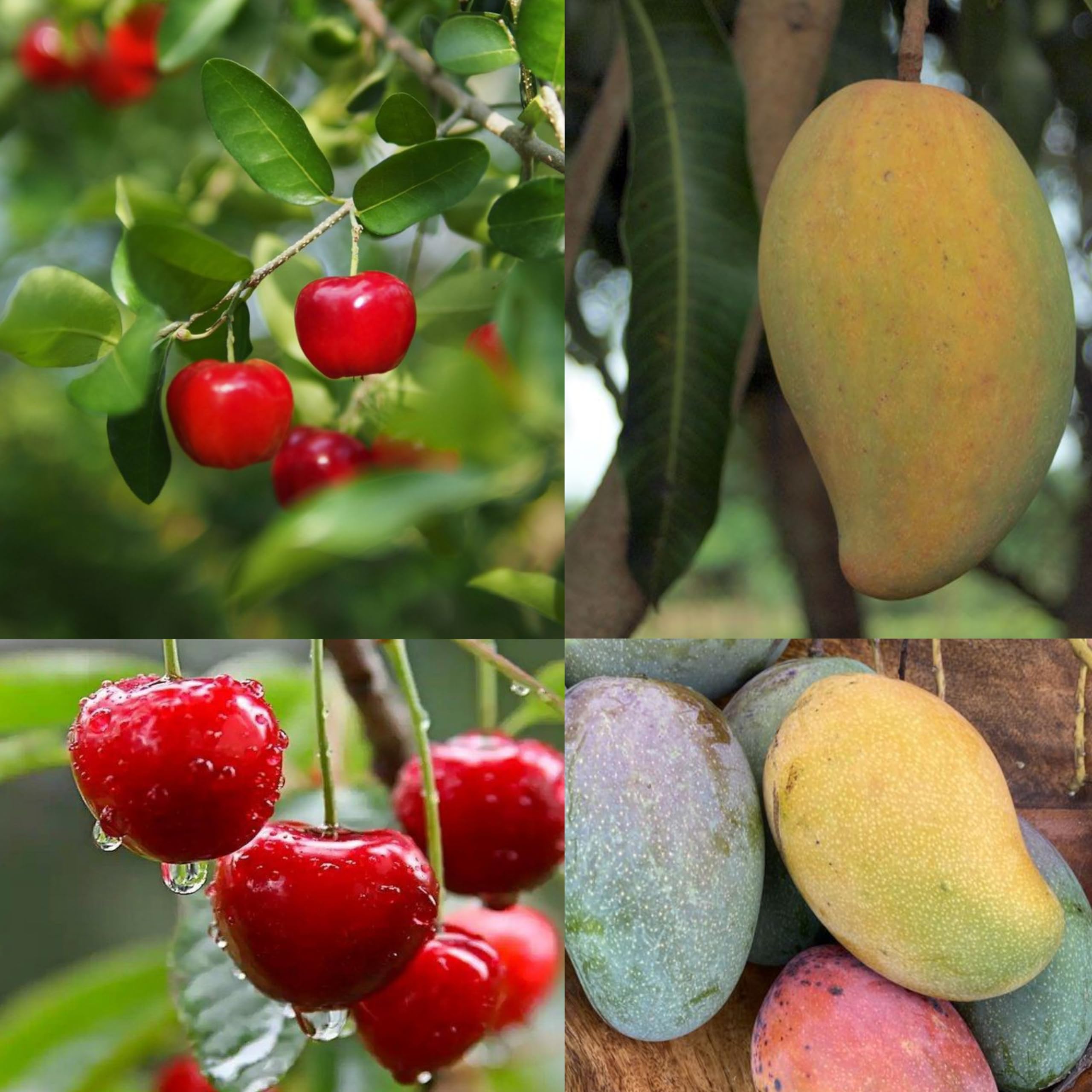 Eroanvia Combo 2 Amrapali Mango Plant Grafted"Sweetheartn Barbados Cherry Plant Grafted"/Clone Type Hybrid Live Super Yielding Early Fruting Cherry Fruit 2-3 Ft Height Live Plant For Home Garden (B0CH8MFCNS) Amazon Price History, Amazon Price Tracker