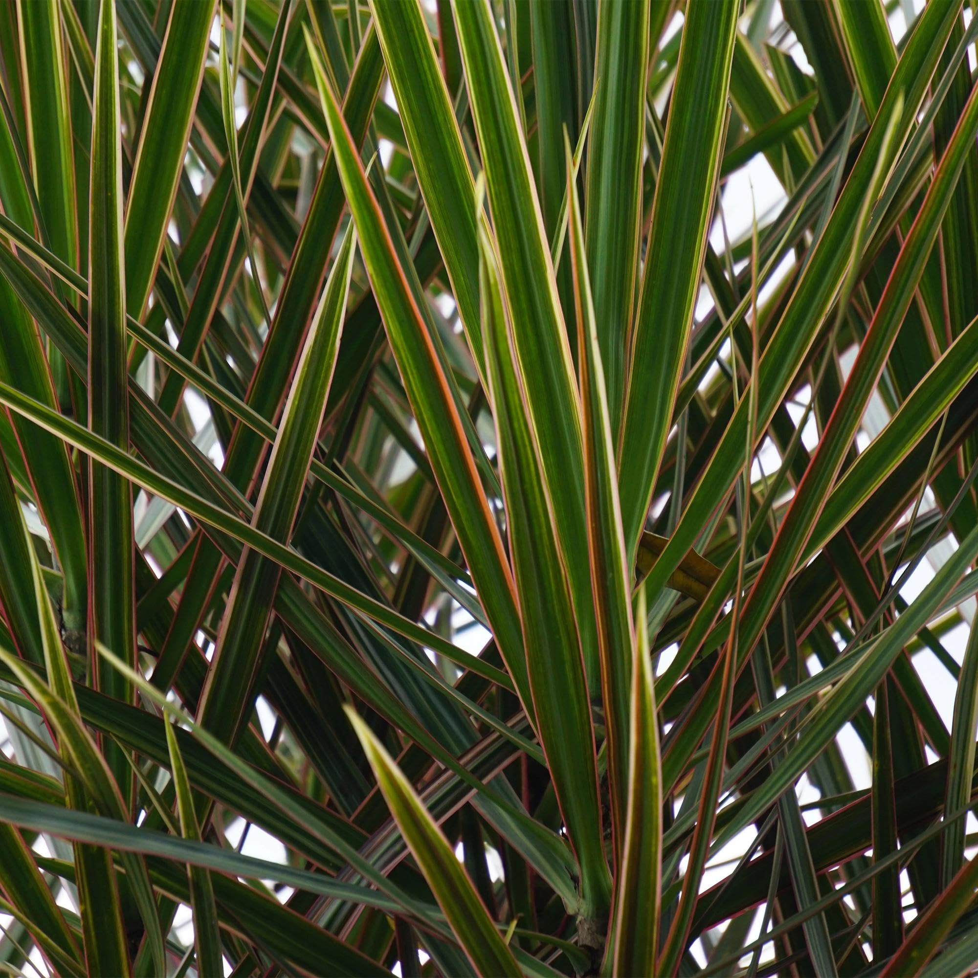 Dracaena Marginata – Drachenbaum – 21cm – Höhe 90-100cm – Pflegeleichte grün – rote Zimmerpflanze für moderne Wohnräume und Bürobereiche
