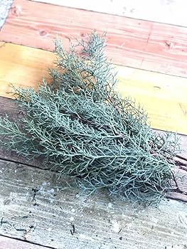 Amazon | PURIZA 【生花】コニファー ブルーアイス クリスマス花材 Amazon | PURIZA 【生花】コニファー ブルーアイス クリスマス花材