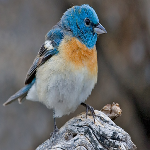 Birds of North America - Kindle & Android