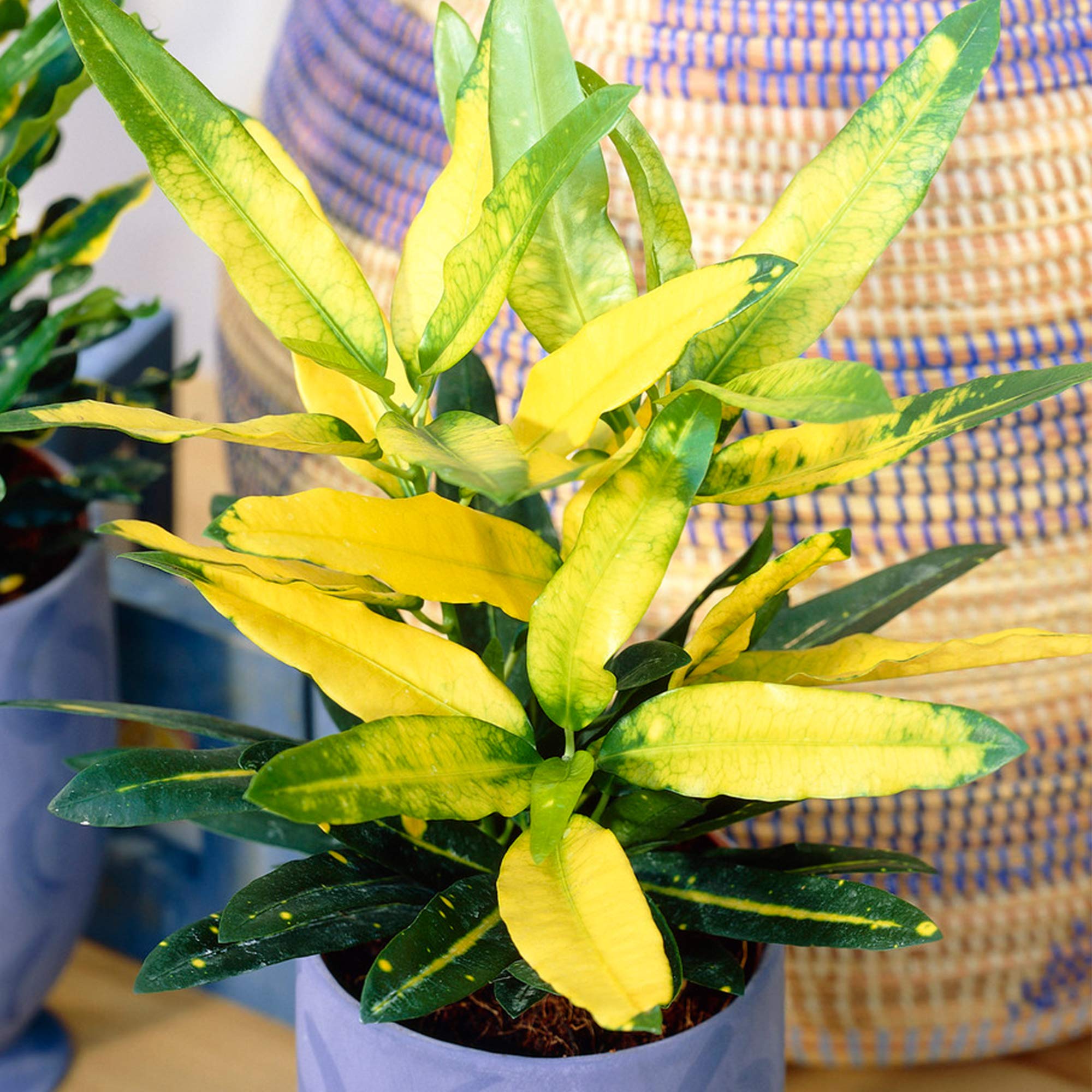 Variegated Codiaeum Sunny Star | Potted Plant for Sale (30-40cm Incl. Pot)