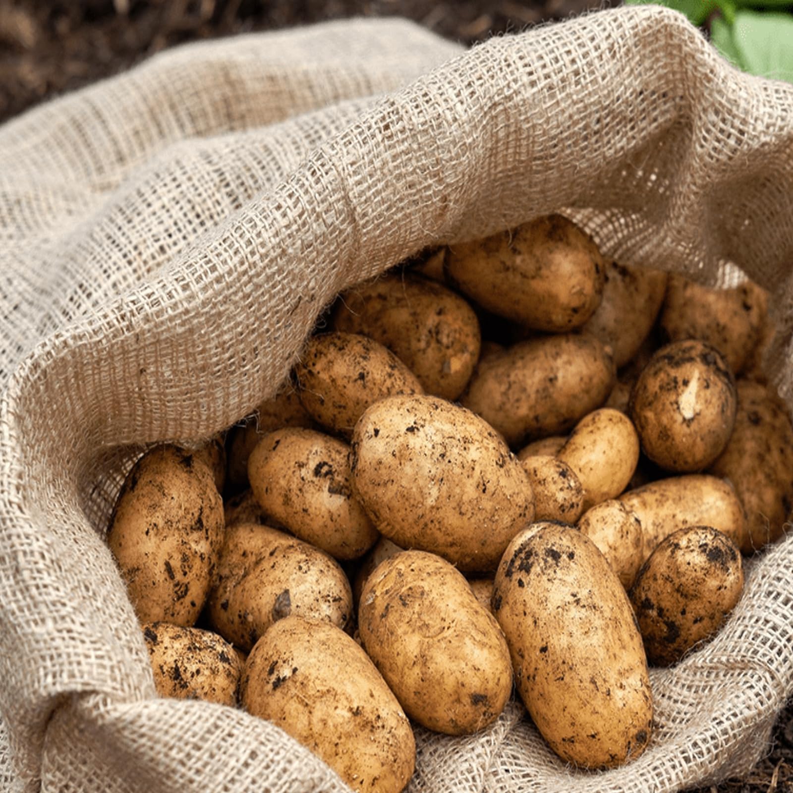 KEILEOHO Lot de 6 grands sacs de rangement en toile de jute naturelle pour pommes de terre, stockage des aliments et plantation de jardinage, 60 x 100 cm