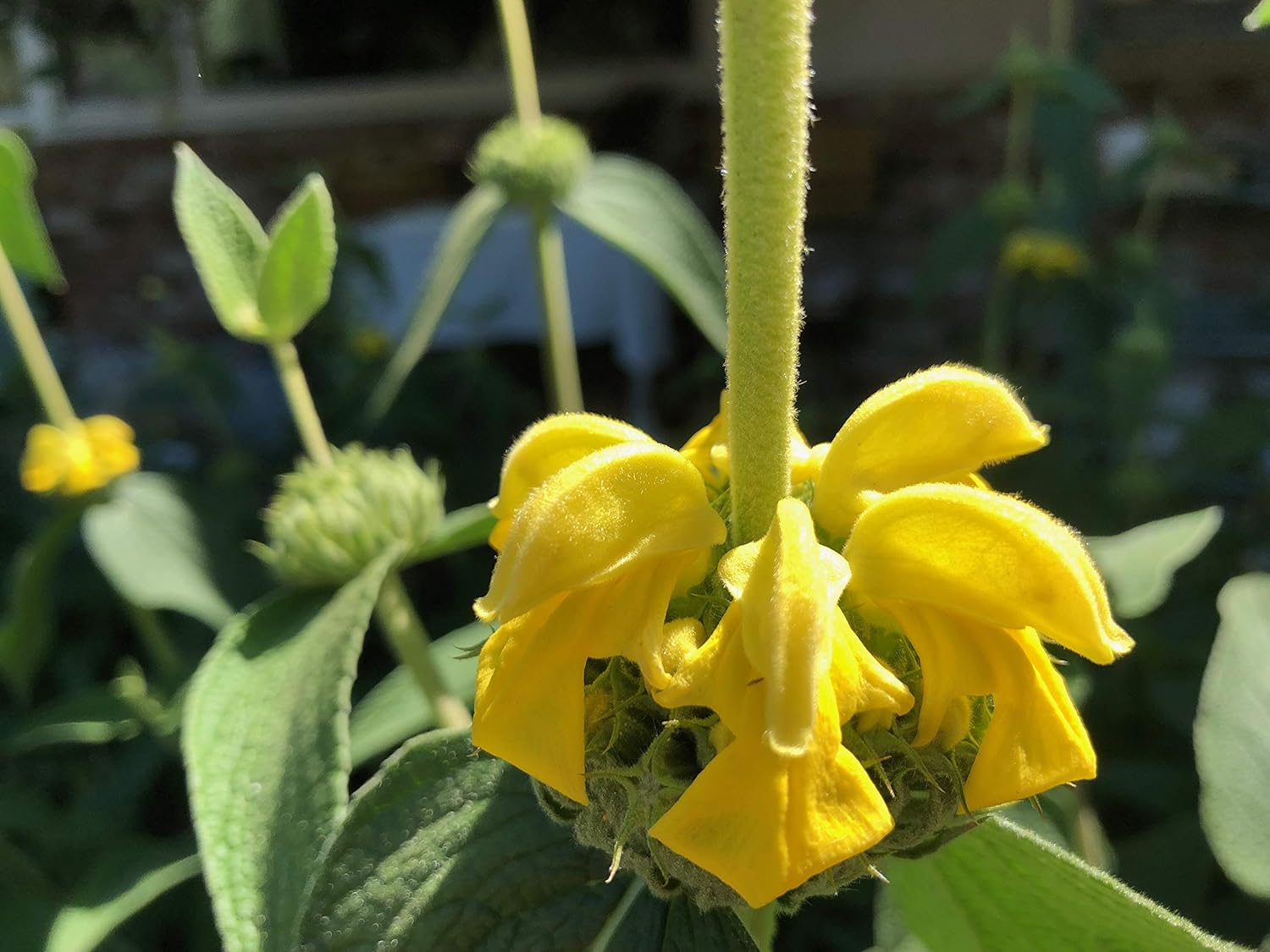 3 Starter Plants of Phlomis russeliana Hardy Jerusalem Sage