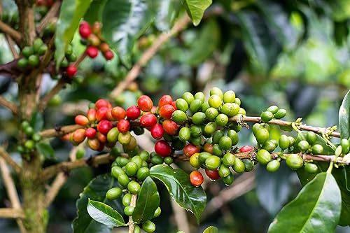 Miniatura 6 de Café especial colombiano Bourbon rosa Grano entero tostado medio Café fresco de calidad gourmet de origen único 100% arábica Café seleccionado Café