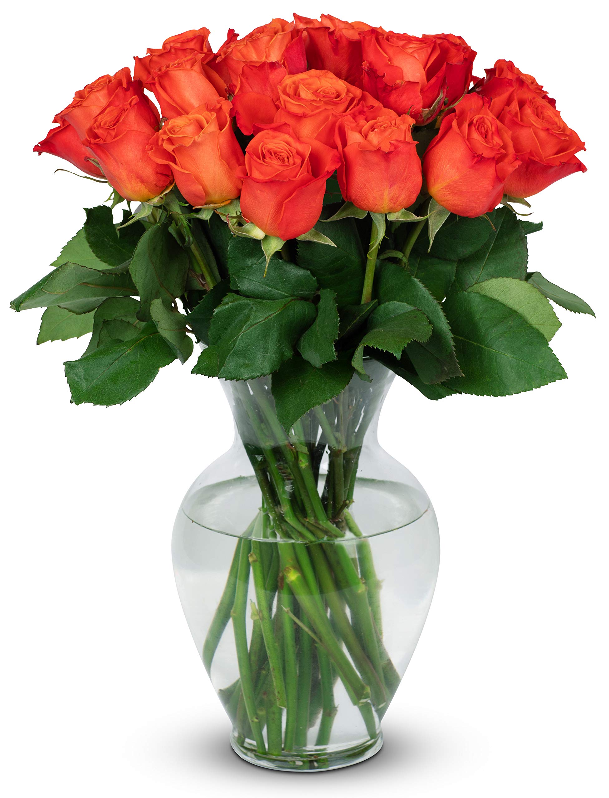 Benchmark Bouquets24 Stem Premium Orange Roses (Glass Vase Included) – Fresh Flowers for Delivery - Gift for Easter, Mother’s Day, Birthday, Anniversary, Sympathy, Get Well, Congratulations