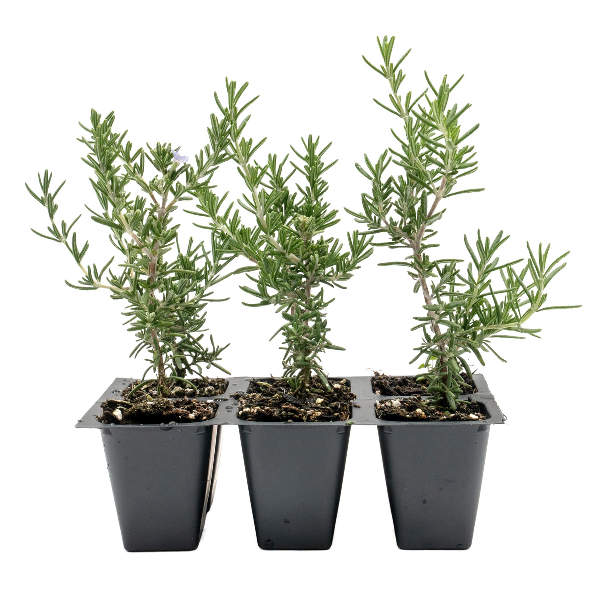 Rosemaryページ Amazon.com : 6 Creeping Rosemary in 2.5” Nursery Cubes (Rosmarinus