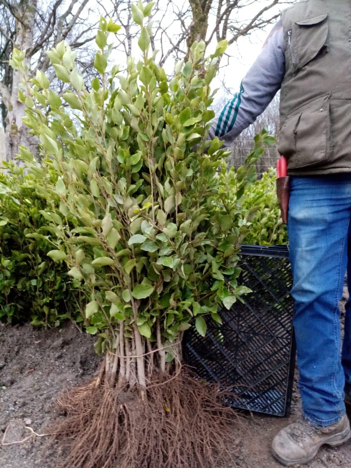 30 Griselinia Littoralis Hedging 3ft Evergreen Plants Bare Root Multi Stem A+ by Sunnyside Nurseries
