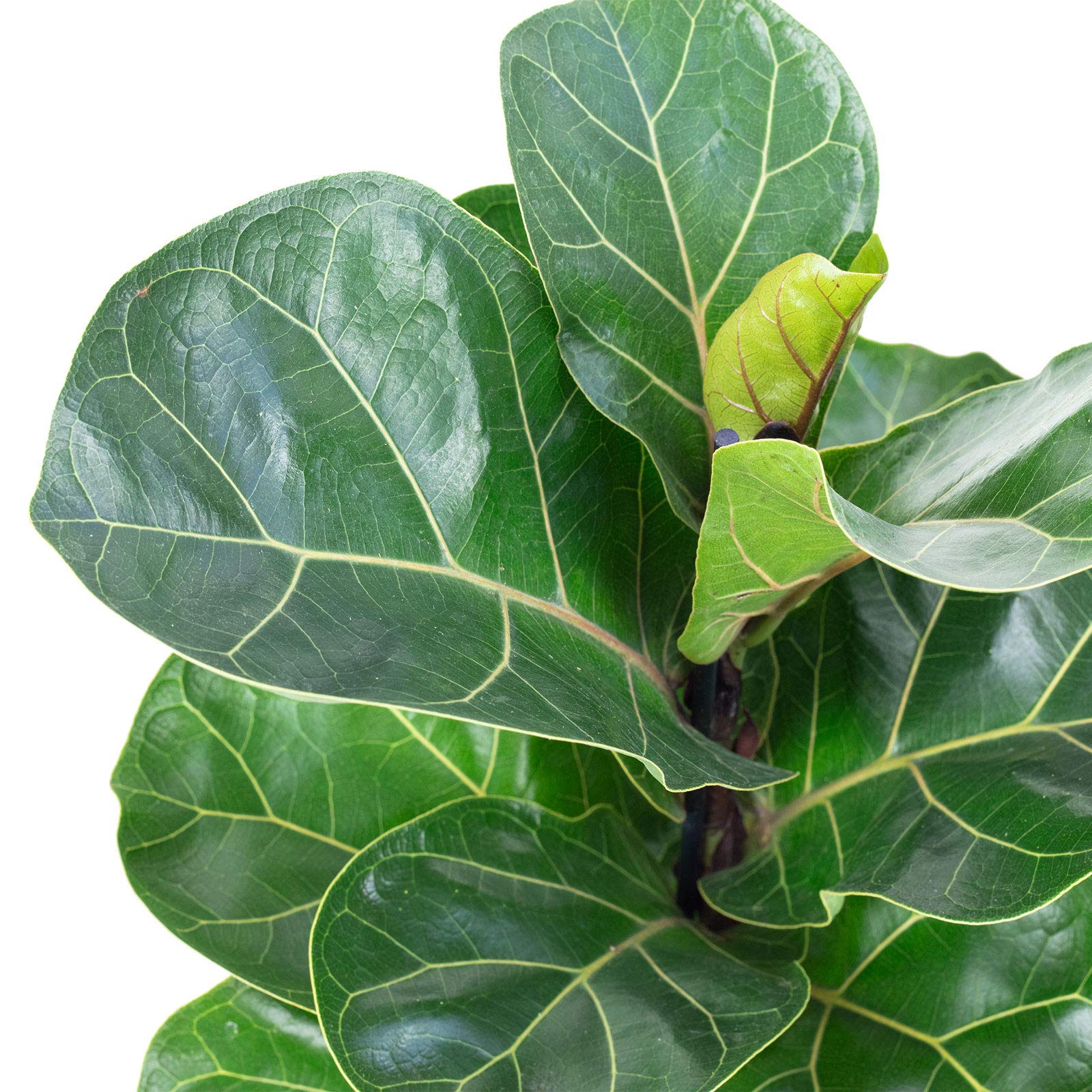 Geigenfeige - pflegeleichte Zimmerpflanze, Ficus Lyrata Bambino - Hhe ca.  35 cm, Topf- 12 cm : Amazon.de: Garten