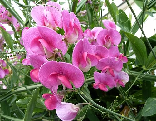 Miniatura 2 de Semillas Flores Sweet Pea Anual - 10 Semillas