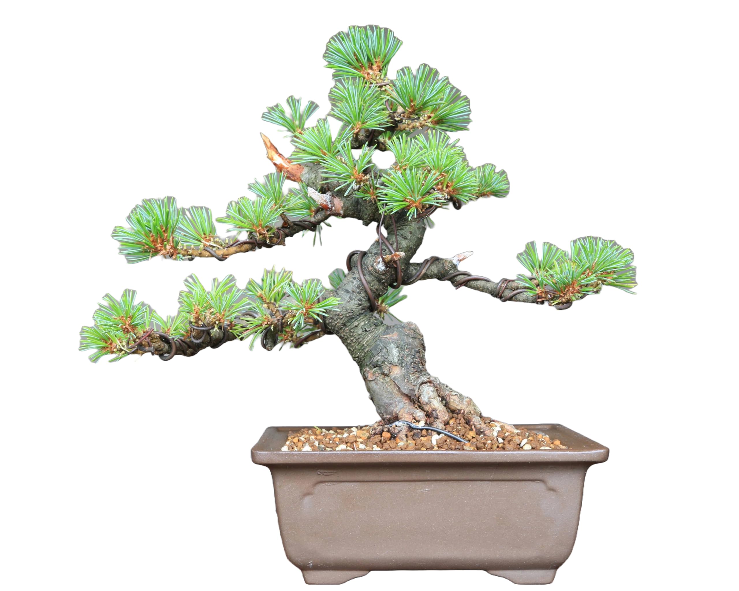 小品八房五葉松(明星) 7-2 Amazon.co.jp: ノーブランド品八房五葉松『 小品八房五葉松(明星) 7-2 Amazon.co.jp: ノーブランド品八房五葉松『