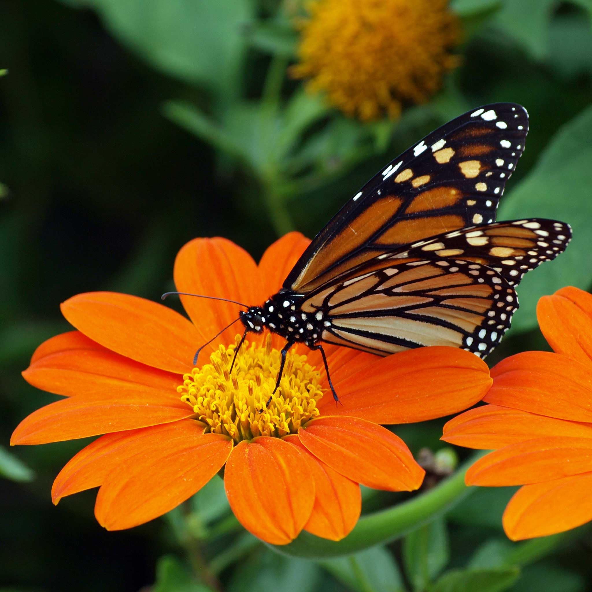 Eden Brothers Mexican Sunflower Seeds