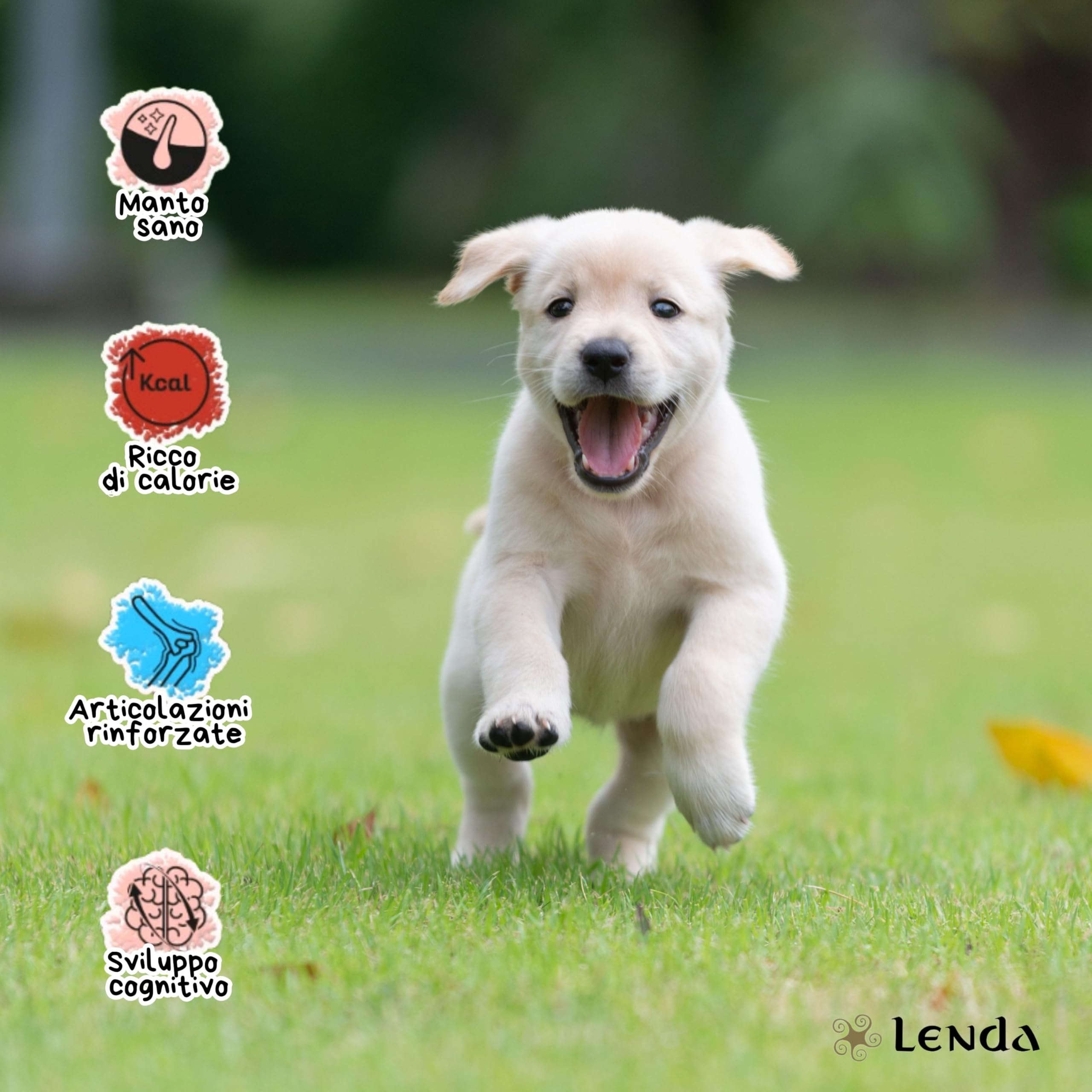 Lenda Puppy 6 kg - Crocchette Cucciolo Cane Ipoallergeniche Per la Crescita - Croccantini Cane Puppy per Tutte le Razze - Con condroprotettori - Alimento Naturale - Crocchette Cuccioli Junior