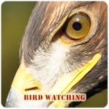 App Wings
