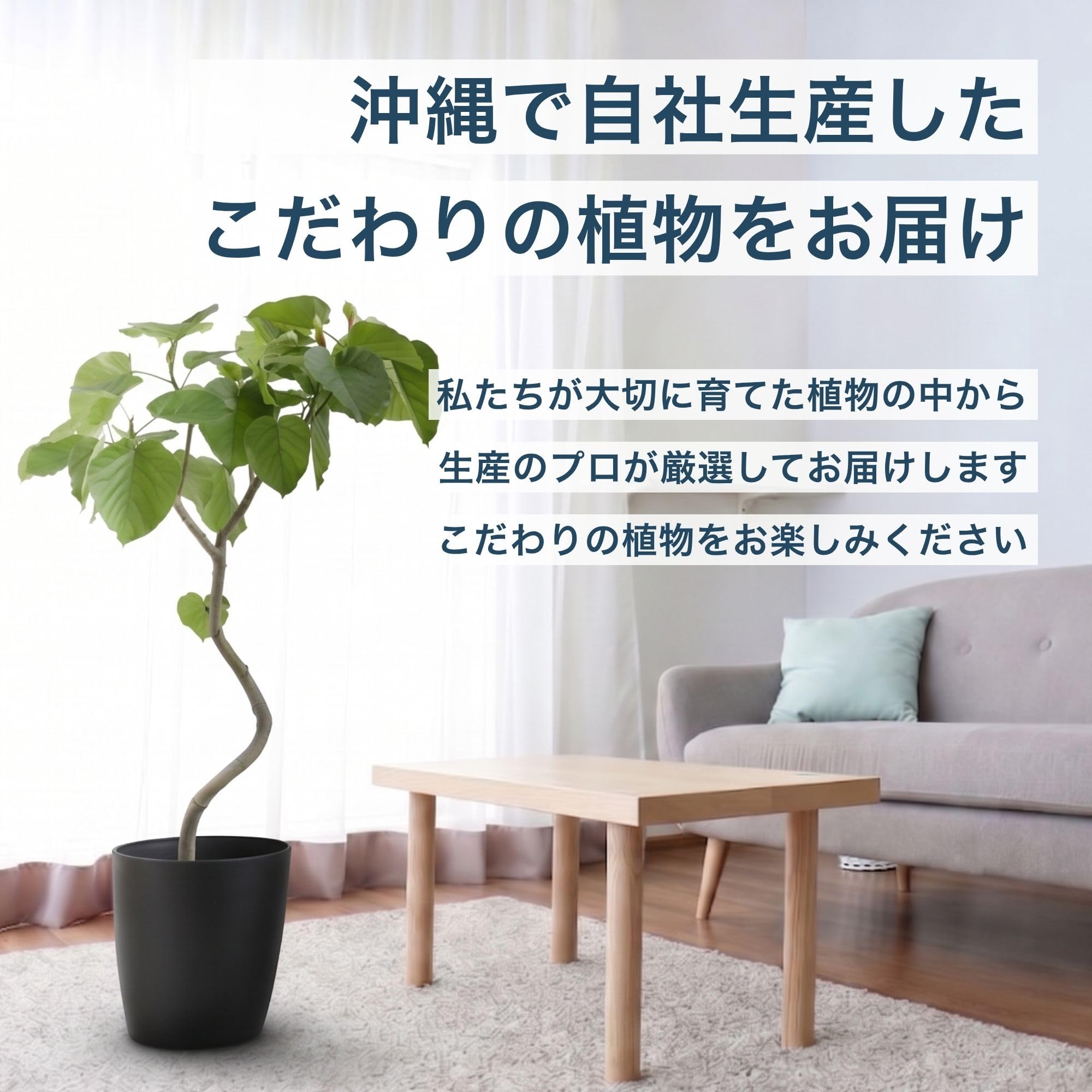 フィカス・ウンベラータ 曲がり 8号 ｜ 沖縄育ちの逸品 観葉植物