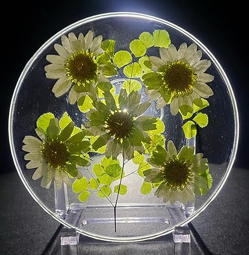 3.9" Real White Daisy Daisies Flowers in Crystal Clear Lucite
