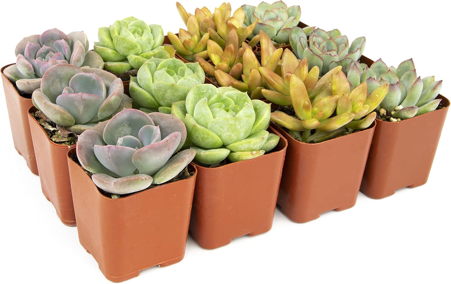 Altman Plants, Live Succulent Plants (12 Pack) Assorted Potted Succulents Plants Live House Plants in Cacti and Succulent Soil Mix, Cactus Plants Live Indoor Plants Live Houseplants in Planter Pots