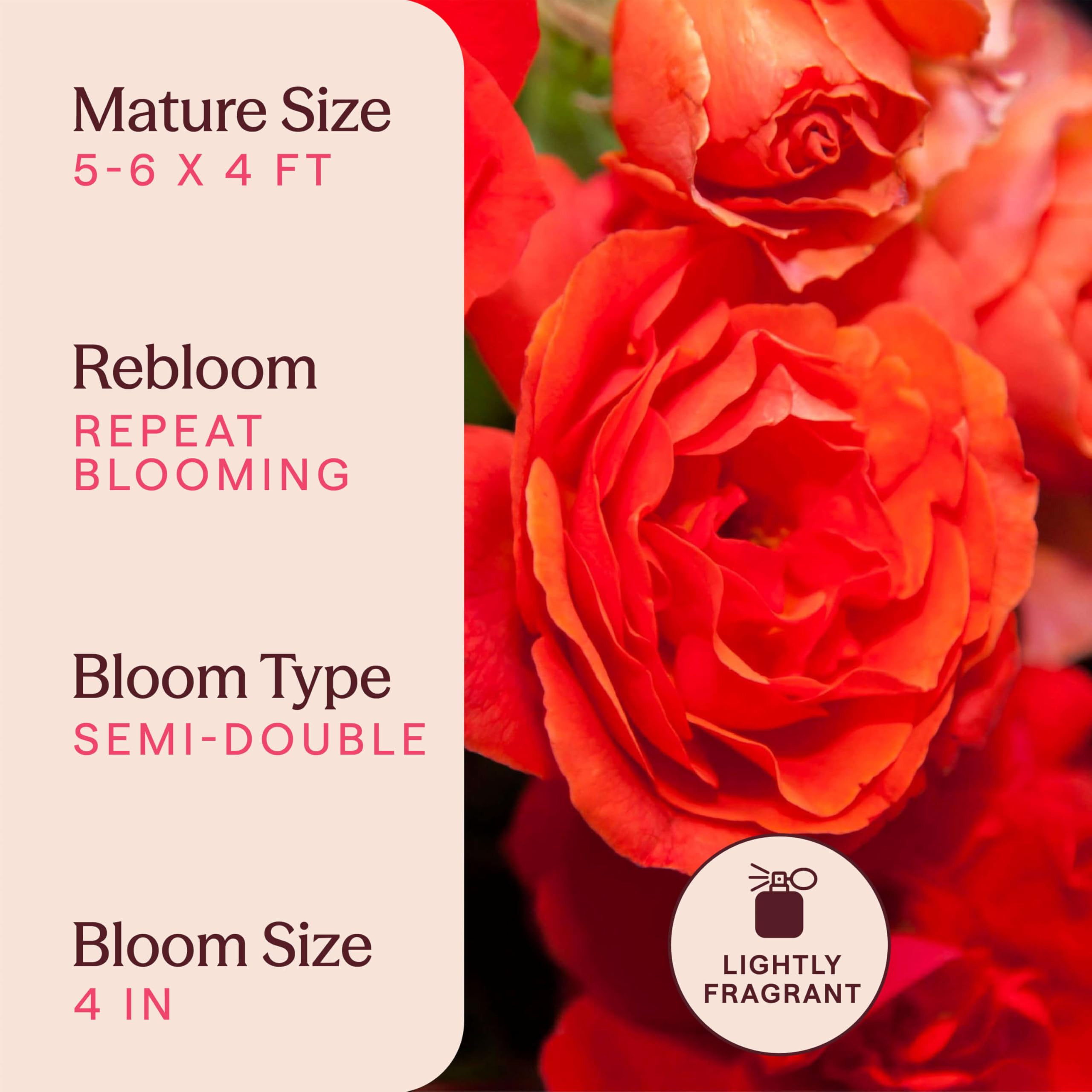 Amazon.com : Heirloom Floribunda Roses, Live Own Root Plant for