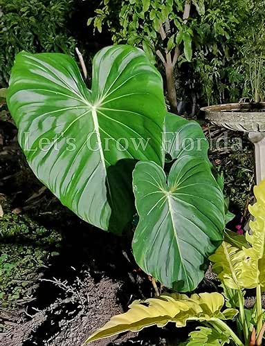 Philodendron McDowell