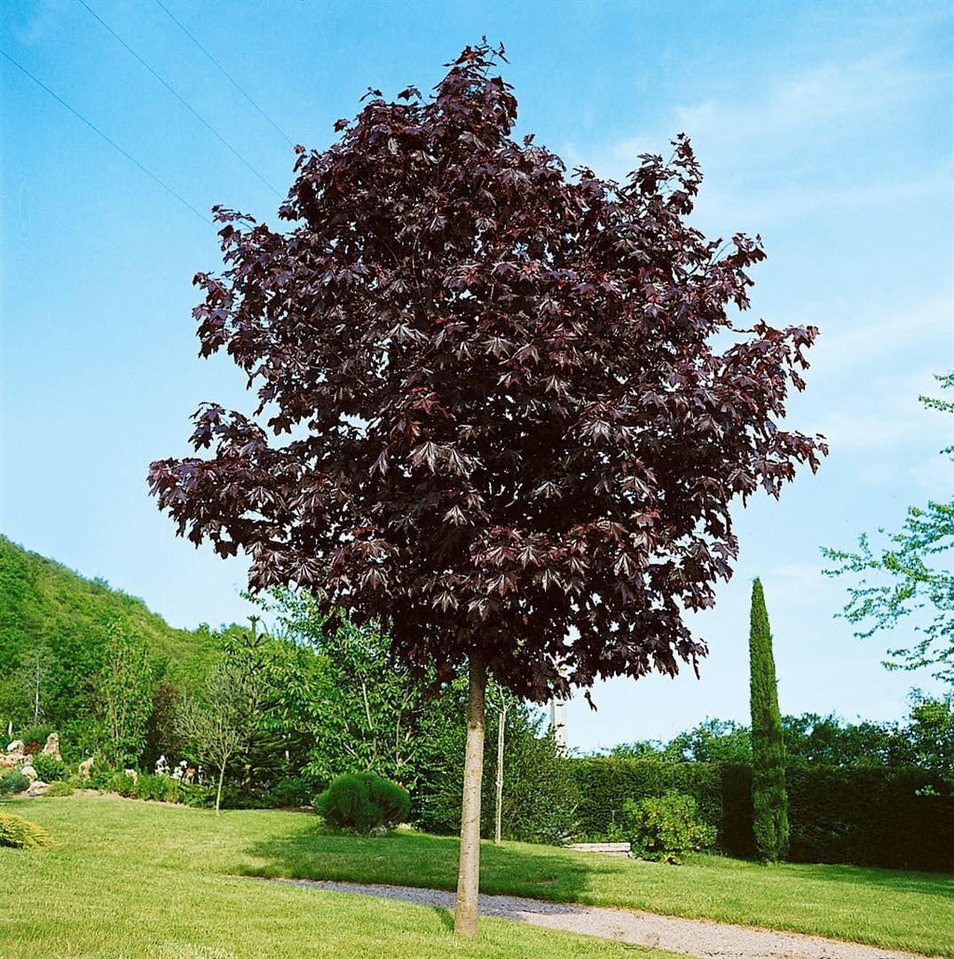 Spitzahorn Acer platanoides Crimson King Hausbaum winterhart