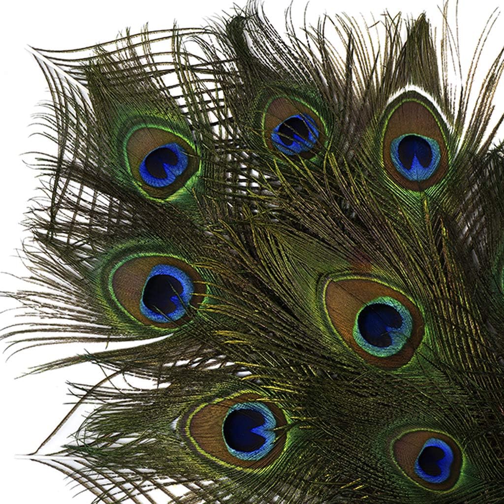 Natural Peacock Eye Tail Feathers - 8-15" 25pc Packaged Art Supply DIY Craft Decor