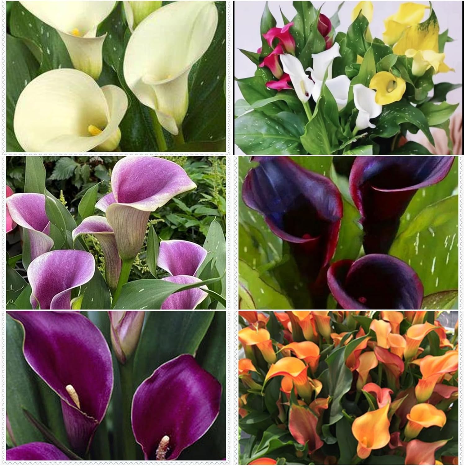 Calla Lily Bulbs for Planting,Suitable for Immediate