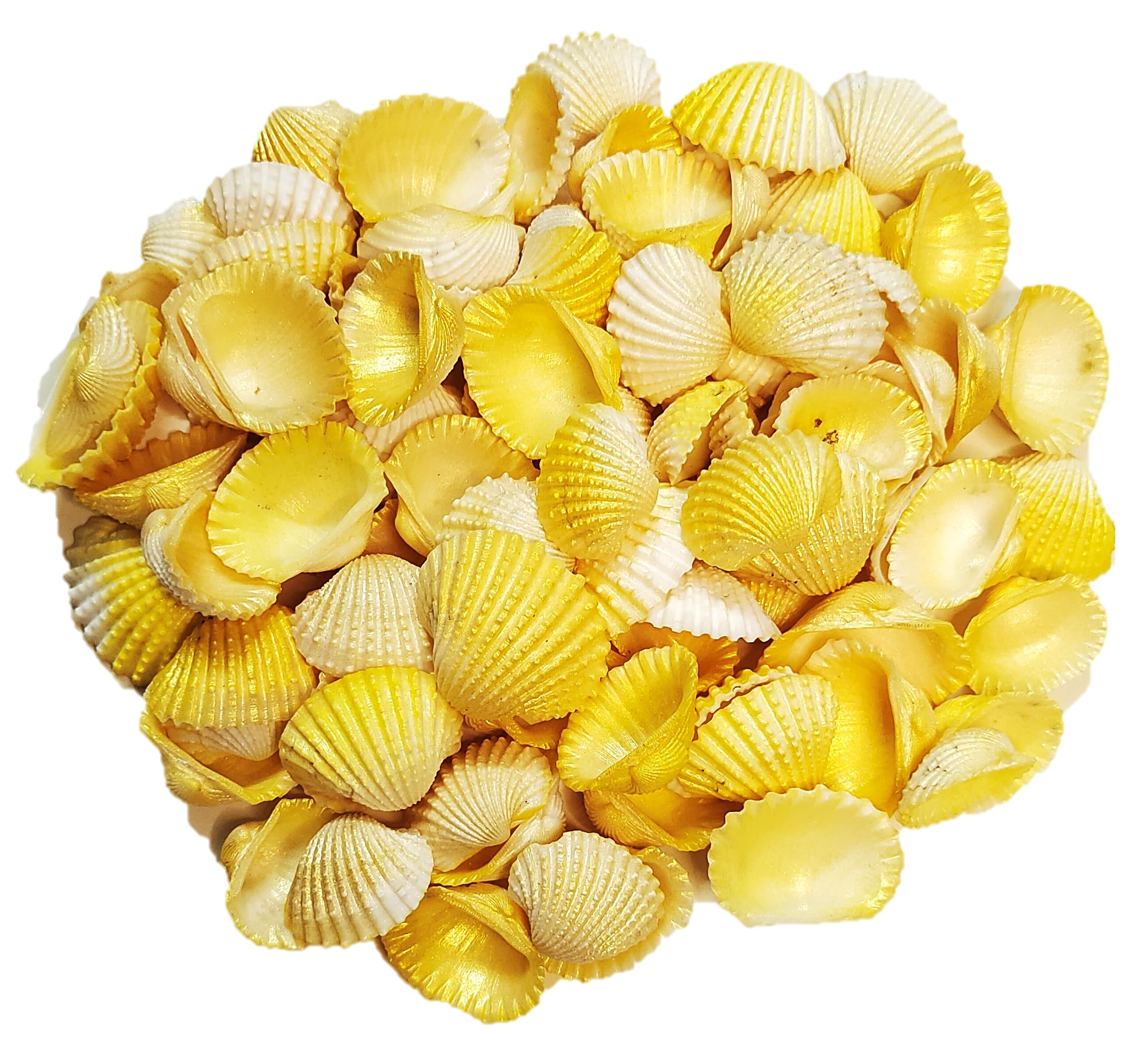 DS1 Shell, Shells for Decoration, Aquarium, Table, Vase, Fountain, Golden, 150 gm (B0C8B7JKY1) Amazon Price History, Amazon Price Tracker