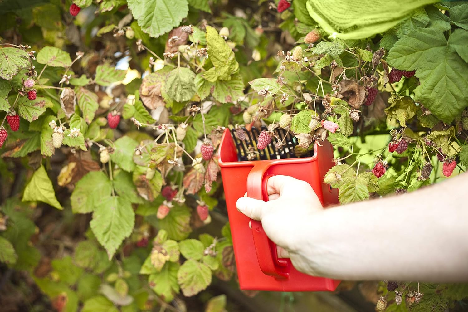 Linden Sweden Jonas Berry Picker Tool - Plastic Rake Comb for Blueberries, Lingonberries, and Huckleberries - Won't Damage Fruit or Plants, Protects Hands from Thorns - BPA-Free, 8.5 x 5.5", Red