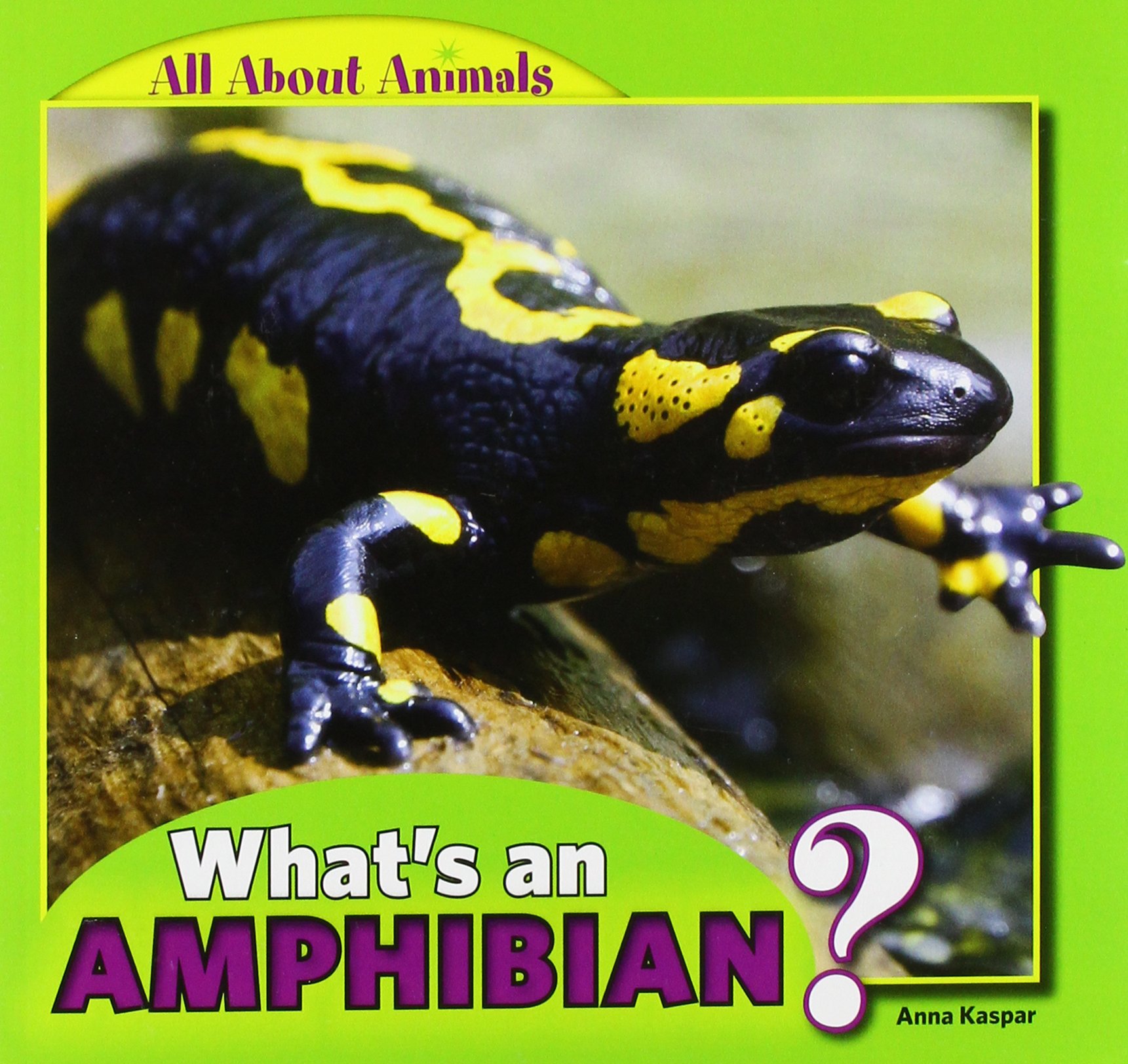 What's an Amphibian?