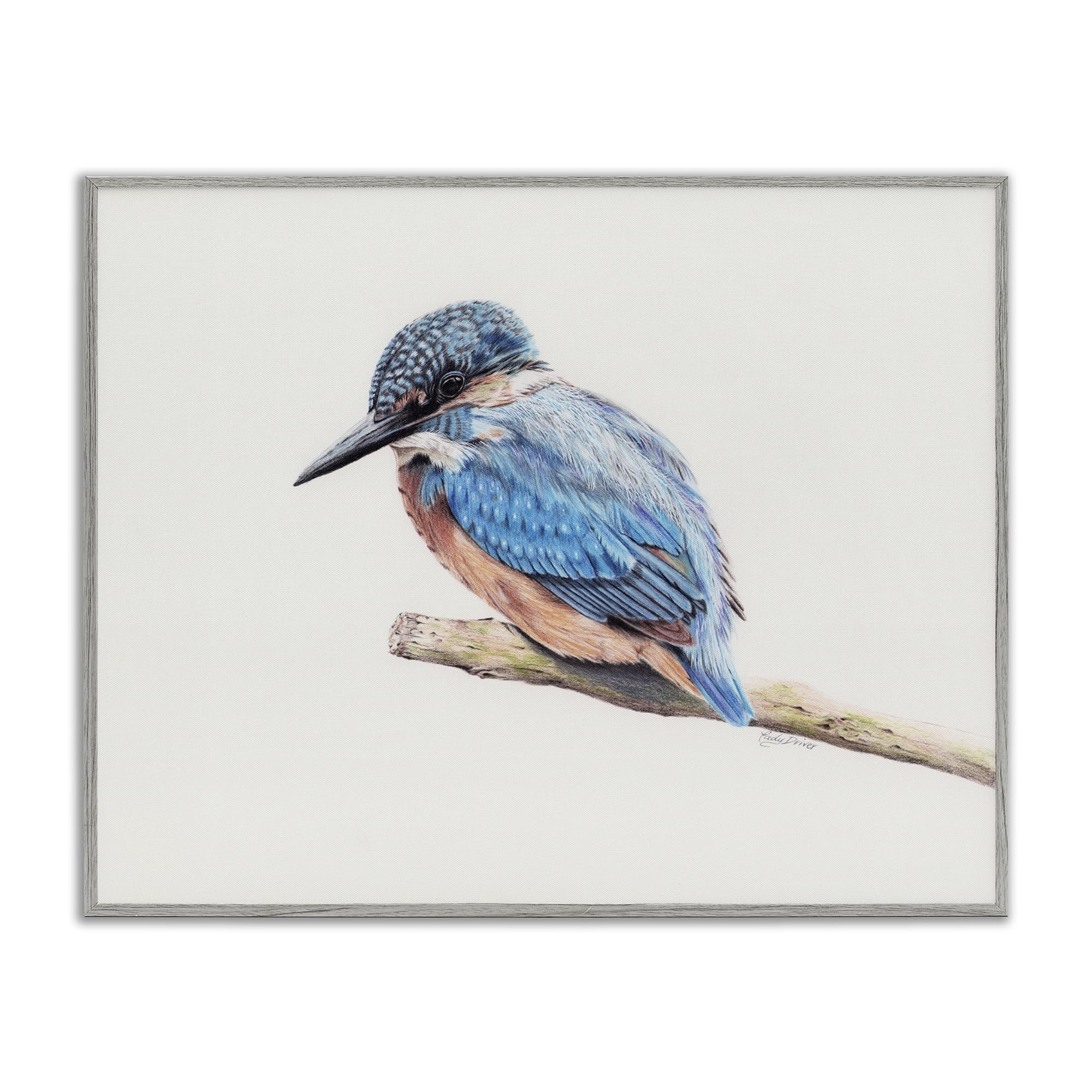 Stupell Industries Vibrant Kingfisher on Branch Gray Framed Giclee Art, design by Cady Driver, 24 x 30