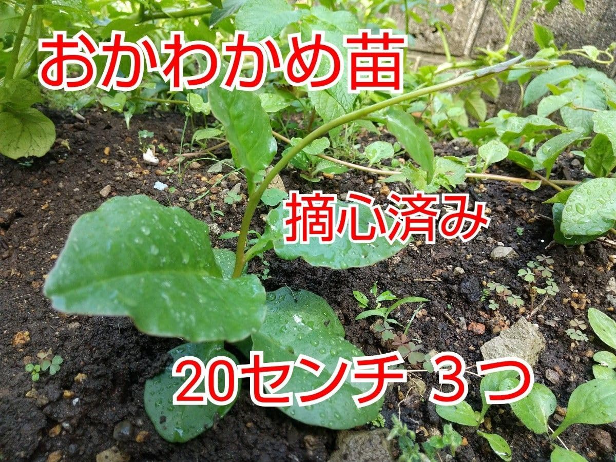 Amazon.co.jp: おかわかめ抜き苗 摘芯済み 3つ : ホビー