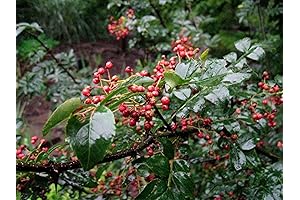 15 Zanthoxylum Armatum Seeds: Cultivate the Unique Flavor of Winged Prickly Ash
