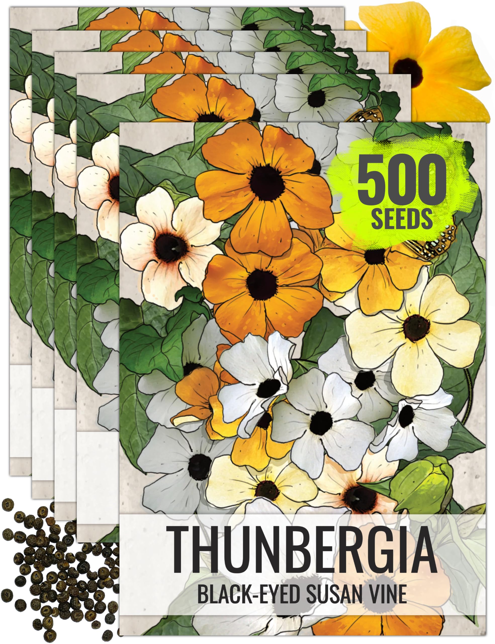 Seed Needs Black-Eyed Susan Vine Seeds for Planting Thunbergia 5 Packs