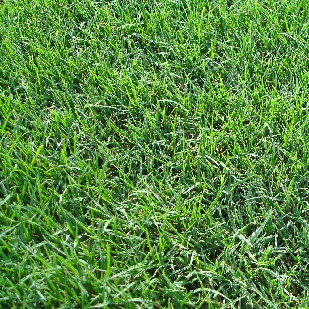 GREEN WORLD Bermuda Grass/Doob Grass/Carpet Grass/Cynodon Dactylon Seeds (20 Gms Seeds)