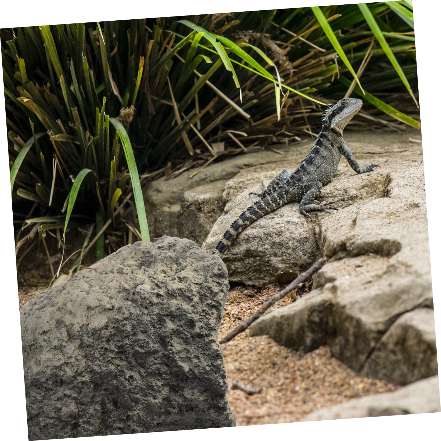 BESPORTBLE Refugio De Resina para Reptiles Cueva Decorativa para Terrario Escondite Natural para Tortugas Ranas y Lagartos Accesorio De Paisajismo para Acuarios y Terrarios