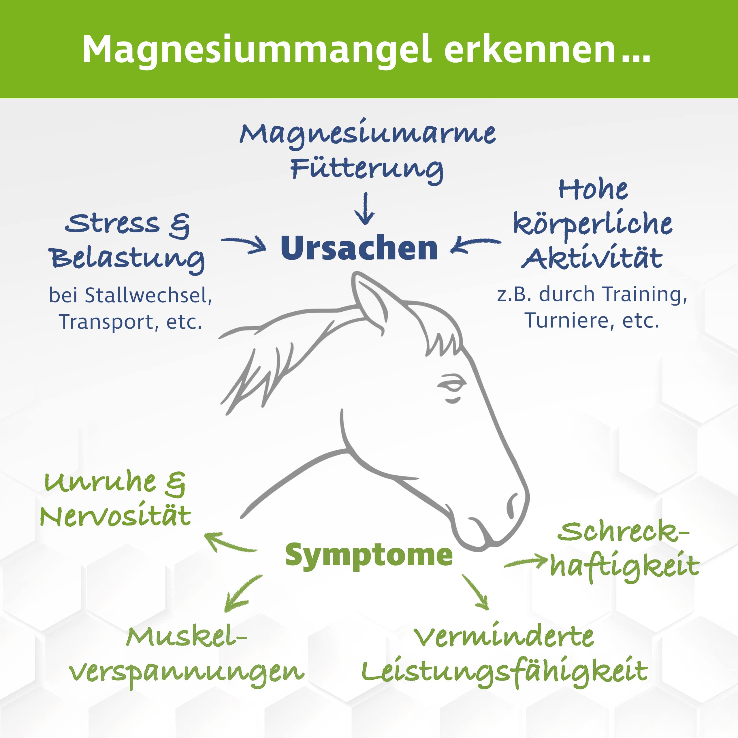 Citrato de magnesio para caballos – Caballo de magnesio – Polvo premium de citrato de magnesio – Para apoyar la musculatura y el sistema nervioso – 1000 g incluye cuchara dosificadora
