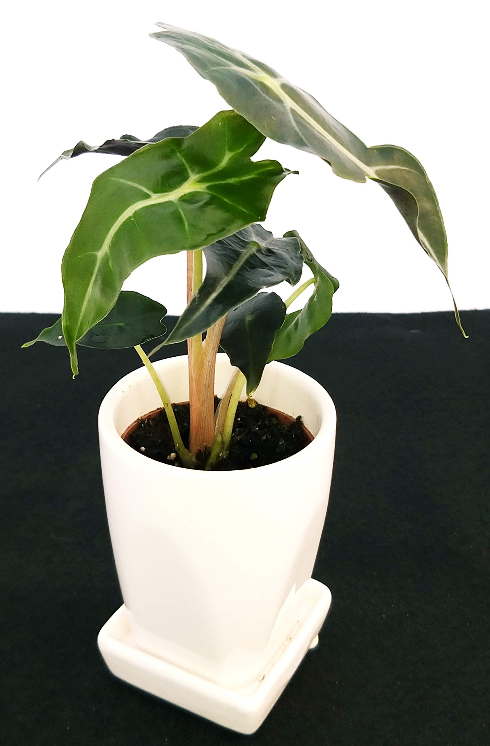 POWERS TO FLOWERS Alocasia Polly Mini In Vaso Ceramica - Pianta Vera Da Interno, Con Omaggio