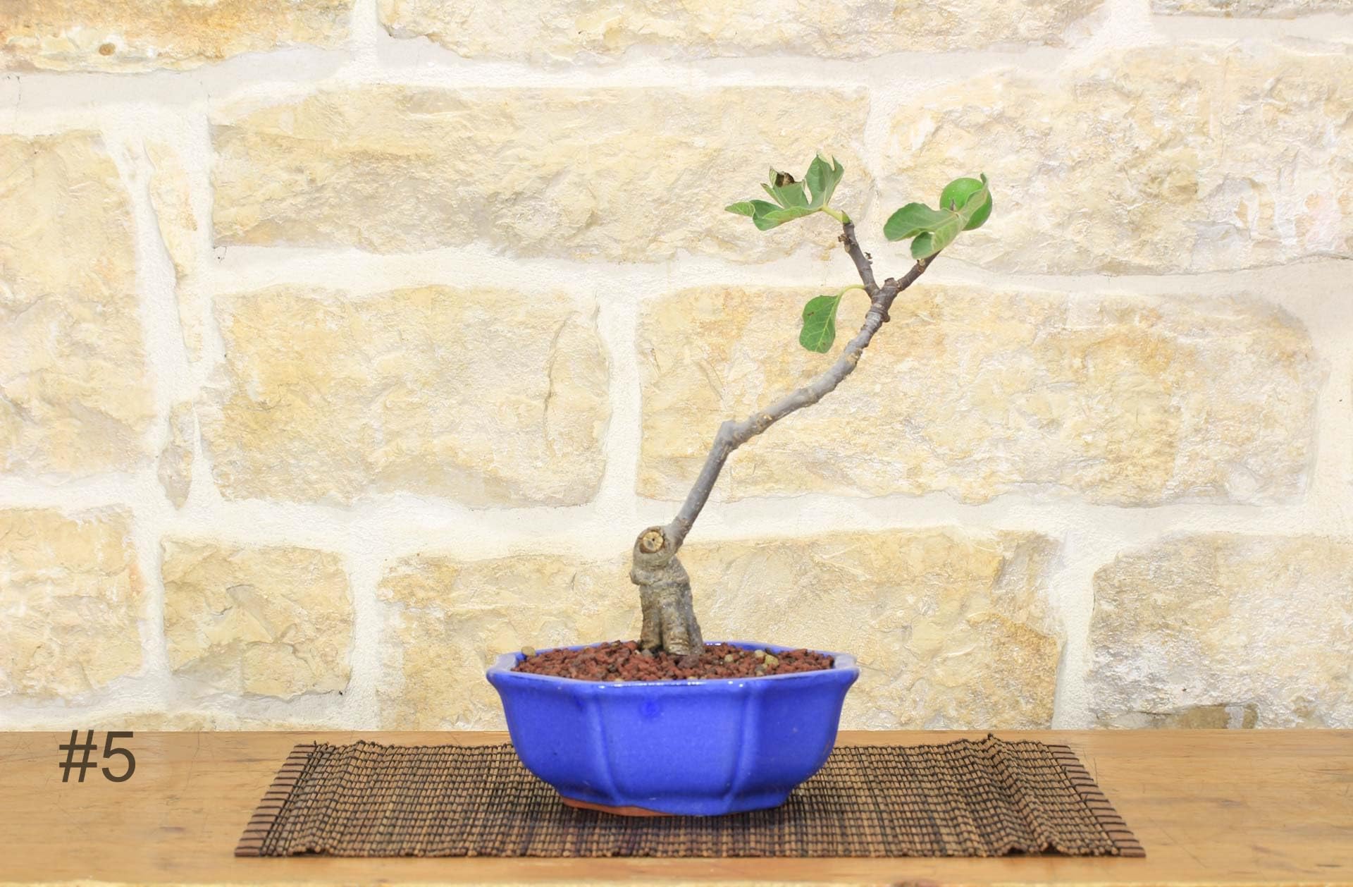 Bonsai di Fico (72) -