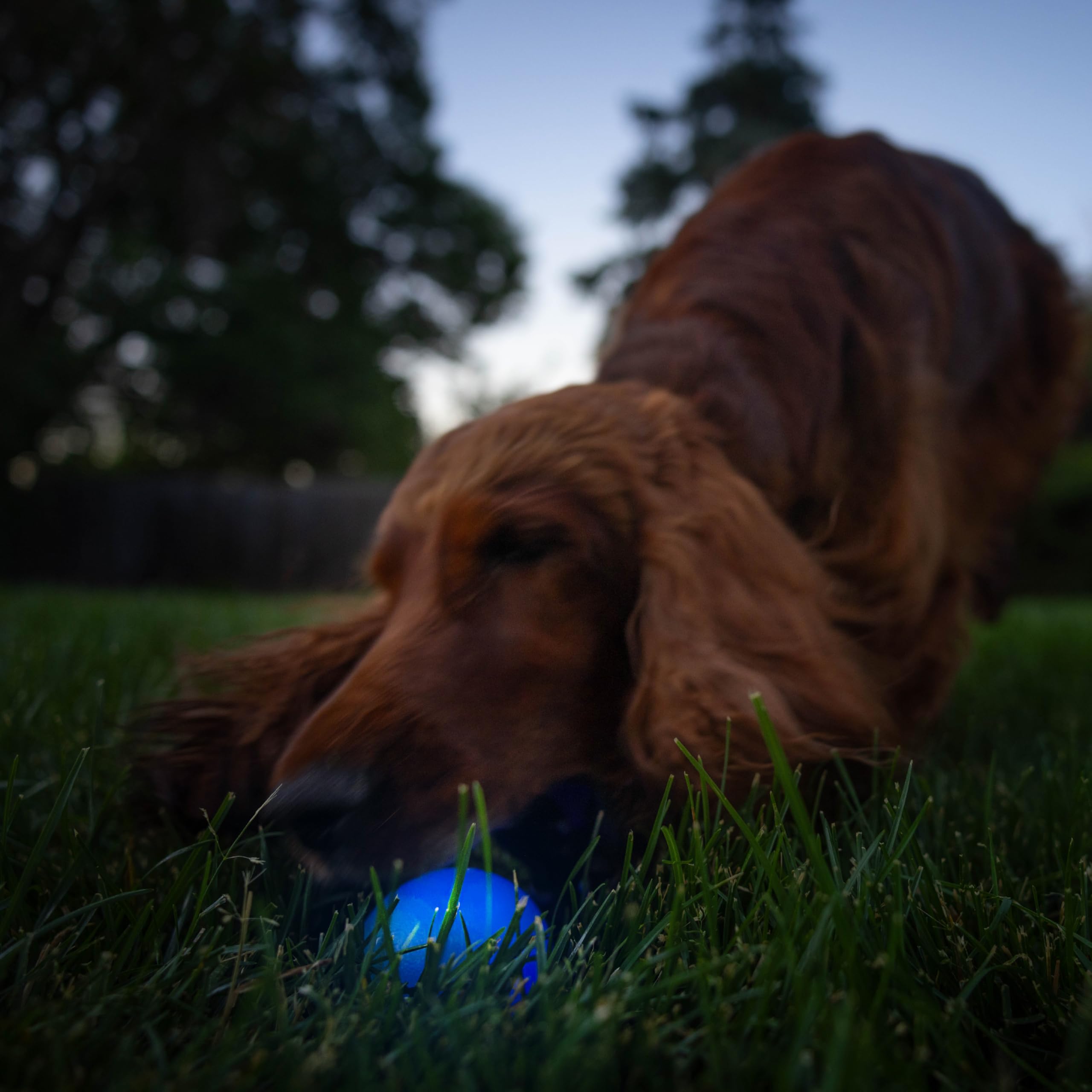 Planet Dog Balle pour chien Strobe - en Orbee-Tuff - éclairage LED - bleu
